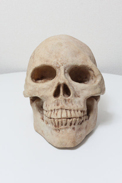 Skull Object